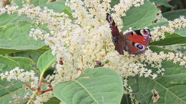 Butterfly collecting nectar on white buddleja davidii &ndash; macro springtime scene