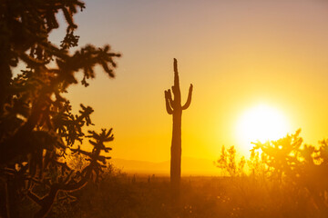 Cactuses in Arizona