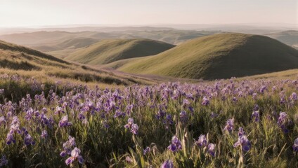 Fototapeta premium Rolling Hills Landscape with Wild Iris Flowers in Bloom.