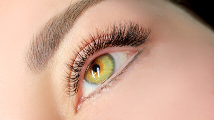 Naklejka premium Close up of female eye with eyelash extensions ,eyelash extension procedure.2d volume, 3d volume, classical lashes,Russian volume,mega volume, new set.