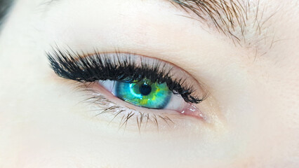 Obraz premium Close up of female eye with eyelash extensions ,eyelash extension procedure.2d volume, 3d volume, classical lashes,Russian volume,mega volume, new set.