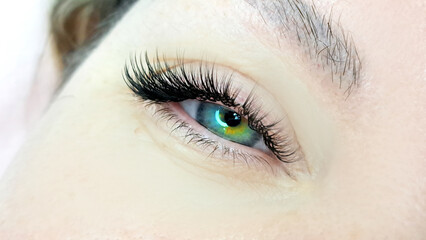 Obraz premium Close up of female eye with eyelash extensions ,eyelash extension procedure.2d volume, 3d volume, classical lashes,Russian volume,mega volume, new set.