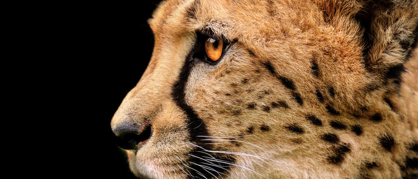Cheetah side profile on black background with copy space for banner design