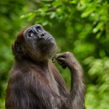 Square format close-up portrait of a gorilla with expressive eyes looking upward, hand near face. Concept image for intelligence, reflection, evolution and deep thinking.
