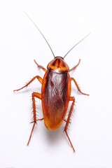 Fototapeta premium Brown cockroach on white background displaying detailed anatomy