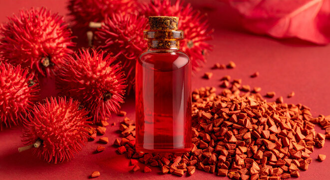 High angle shot of a bottle of red orange oil alongside annatto seeds on a red background