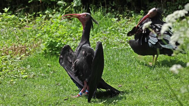 The northern bald ibis, hermit ibis, or waldrapp lat.Geronticus eremita is a migratory bird found in barren, semi-desert or rocky habitats, often close to running water.