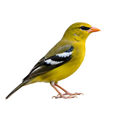 Fototapeta premium Bright yellow and black bird isolated on transparent background