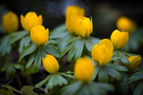 Aufnahme von gelbbl&uuml;henden Fr&uuml;hbl&uuml;hern, den Winterlingen.