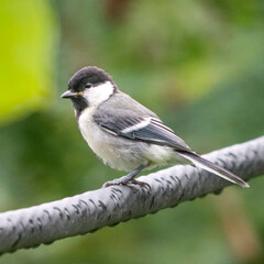 Obraz premium The Cinereous Tit is a lively songbird with bold black, white, and grey plumage. Often seen in gardens and woodlands, it moves energetically between branches, filling the air with cheerful calls.