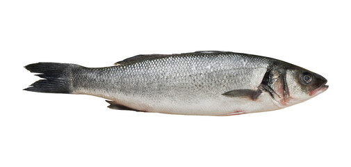 Raw Fish Isolated on Transparent Background PNG	