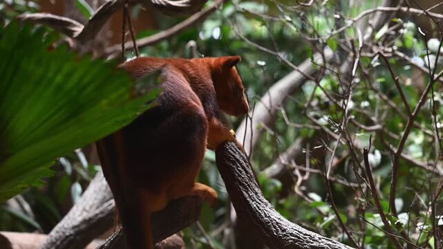 Tree kangaroo eating on tree branch