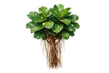 Banyan tree lush green foliage and aerial roots growing, symbolizing growth, tropical nature, and resilience on transparent background
