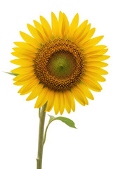 Obraz premium Majestic golden yellow sunflower with a textured center and green stem isolated on a transparent background in soft light concept of natural perfection