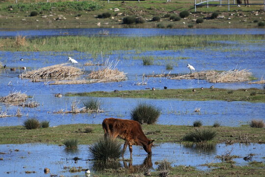 Wide angle view of Akrotiri Marsh wetland with Cypriot cattle (Bos primigenius f. taurus)