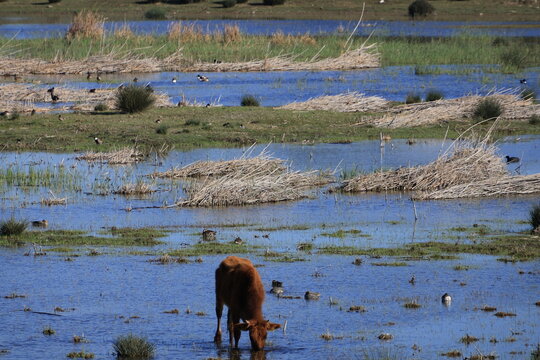 Wide angle view of Akrotiri Marsh wetland with Cypriot cattle (Bos primigenius f. taurus)