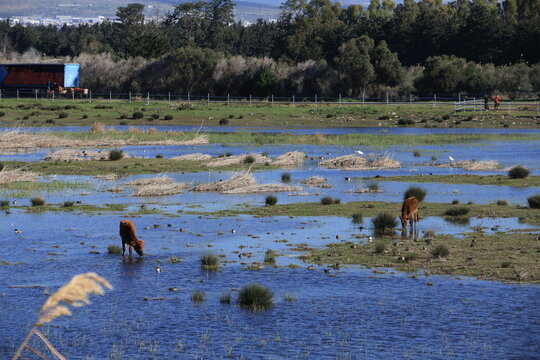 Wide angle view of Akrotiri Marsh wetland with Cypriot cattle (Bos primigenius f. taurus)