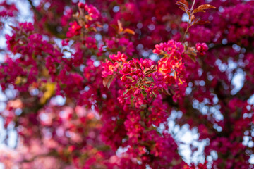 Fototapeta premium Pink blossoms and buds on a tree branch in spring, vivid close up of fresh pink and red flowers with soft bokeh, delicate texture and bright sunlight ambiance