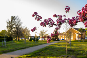 Pink blossoms burst forth on a tree branch, creating a vibrant foreground against a blurred background of a green urban park with a winding path and a brick building under warm evening light