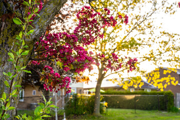 Obraz premium Vibrant pink blossoms bloom on a tree branch, creating a beautiful contrast against the lush green leaves and warm golden sunlight filtering through the canopy, symbolizing spring and renewal