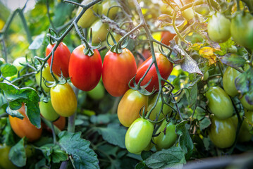 Organic ripening tomatoes on plantation