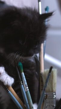 Enthusiastic Kitten Mischievously Interacting With Paintbrushes And Art Equipment In Studio. Media
