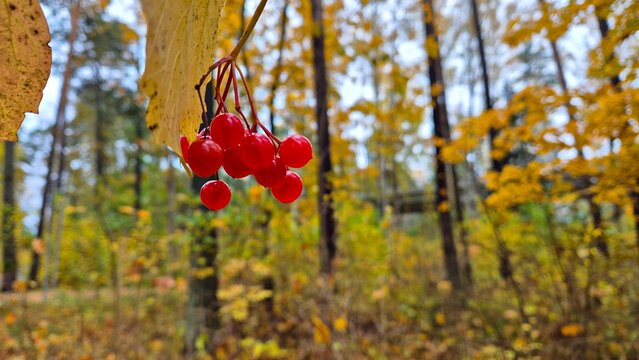 Red ripe rowan berries adorn the trees in clusters on autumn days