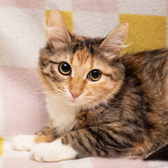 A colorful cat on a colorful blanket © Олеся Голубенко