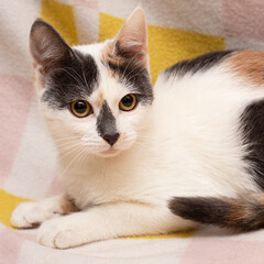 A colorful cat on a colorful blanket © Олеся Голубенко