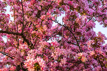 Fototapeta premium Pink blossoms covering branches, creating a dense floral canopy, representing growth, renewal, and the vibrant beauty of the spring season with soft, natural light