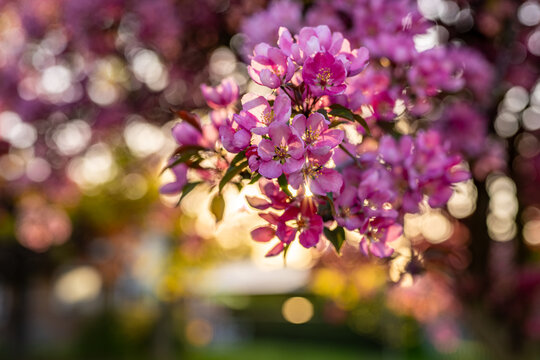 Pink and fuchsia crabapple blossoms on a tree branch shine with glowing sun rays filtering through, creating a soft bokeh background and expressing the beauty of spring