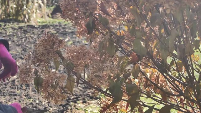 Gardener wearing pink gloves prunes dead hydrangea blooms in autumn garden