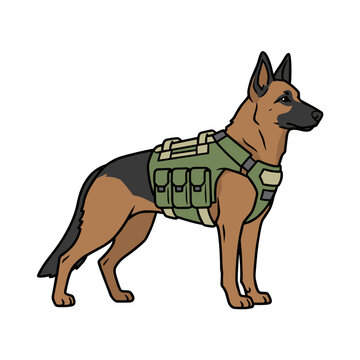 Belgian malinois military working dog wearing green tactical vest standing alert on white background. Concept of security service and protection