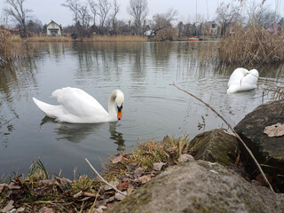 A swan pair grazing together on the winter river10