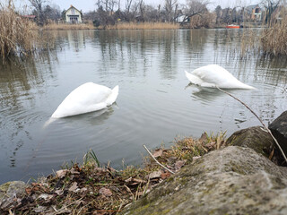 A swan pair grazing together on the winter river11