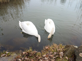 A swan pair grazing together on the winter river7