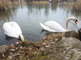 A swan pair grazing together on the winter river6