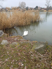 A swan pair grazing together on the winter river8