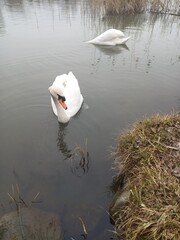 A swan pair grazing together on the winter river5