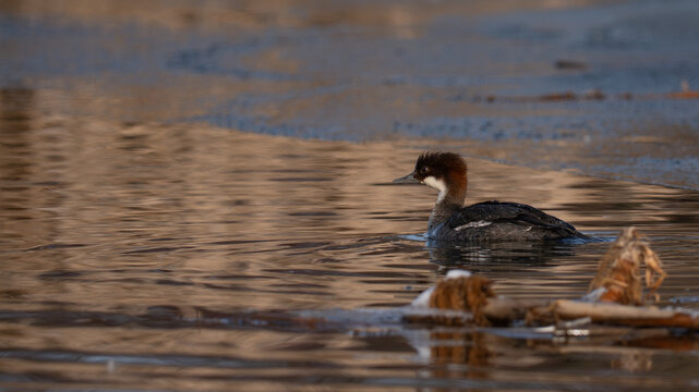 A high-quality side view of a female Smew (Mergellus albellus) swimming in calm water near reed beds. The bird features its characteristic chestnut-brown crown and white cheeks. The background shows d