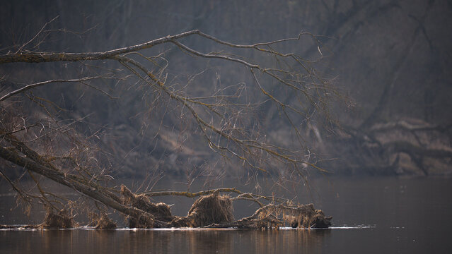 A high-quality side view of a female Smew (Mergellus albellus) swimming in calm water near reed beds. The bird features its characteristic chestnut-brown crown and white cheeks. The background shows d