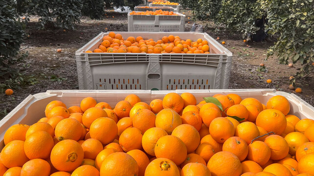 Manual harvesting process of oranges in huge agricultural fields
