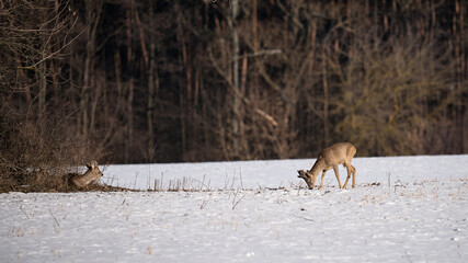 Roe deer in a snow-covered field in front of the forest © Robert