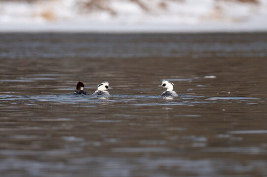 Smew ducks on the river in winter