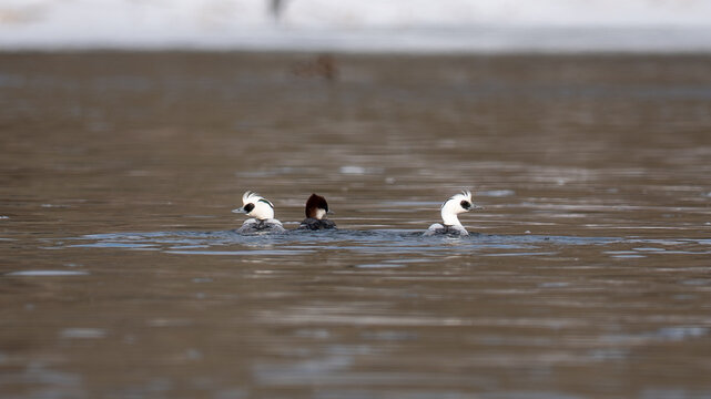 Smew ducks on the river in winter