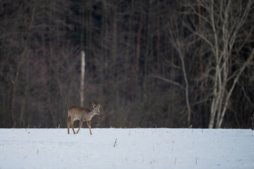 A roe deer in a snow-covered clearing in front of the forest © Robert