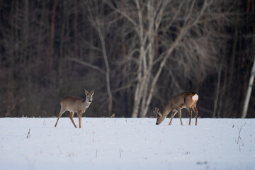 Roe deer in a snow-covered field in front of the forest © Robert