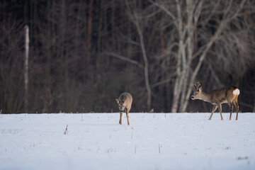 Roe deer in a snow-covered field in front of the forest © Robert
