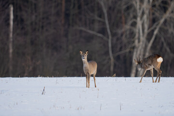A roe deer in a snow-covered clearing in front of the forest © Robert