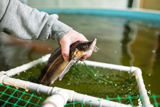 Hand holding a sterlet in an indoor fish farm